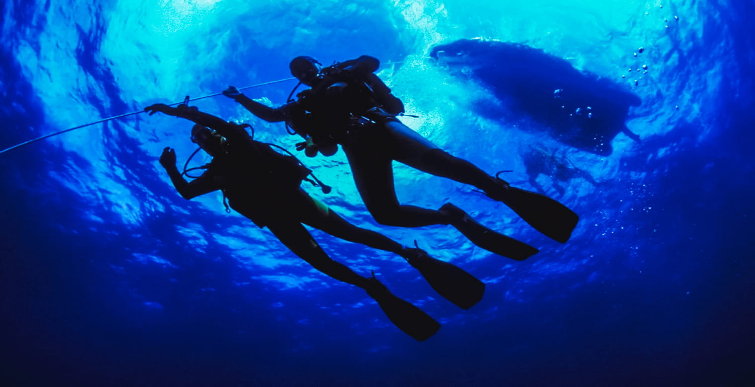 Best Seasons for Manta Ray Diving Palau Adventures